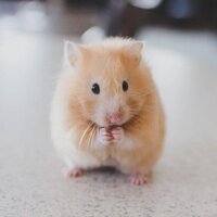 Namensgenerator für Hamster